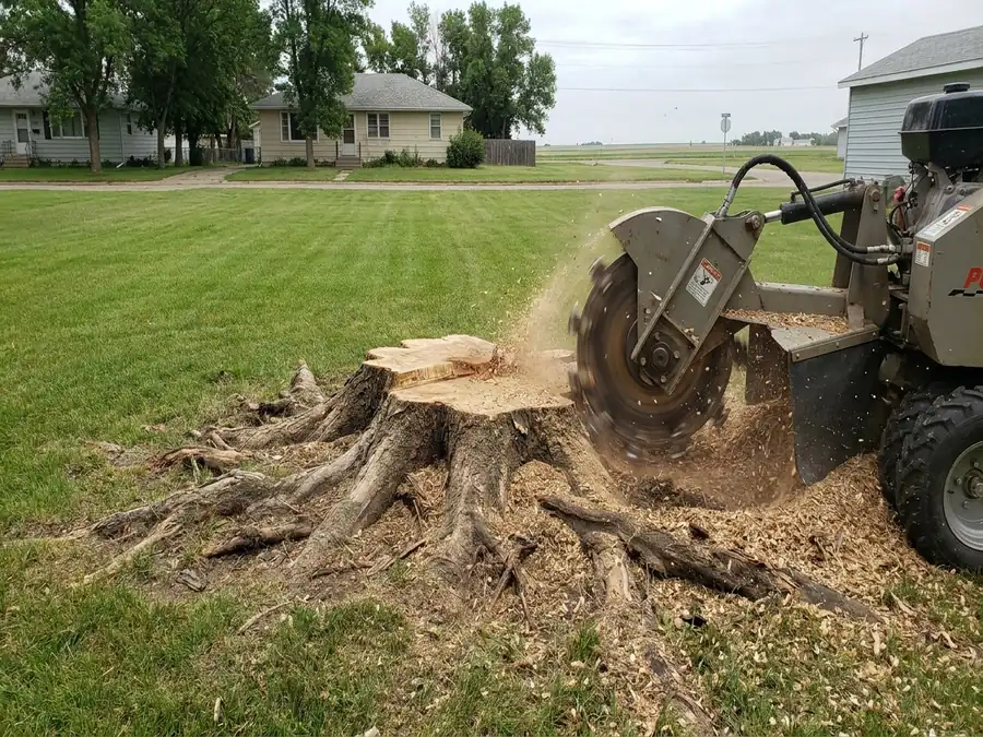 Stump grinding complete Wilkes-Barre Pennsylvania Luzerne County ash tree stump ground flat Dave